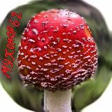 🍄 Мухомор_РФ 🍄