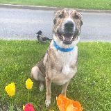 Приютский нос 🐶