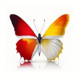 Торревьеха