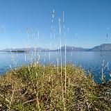 Тапочки из шерсти тюленя