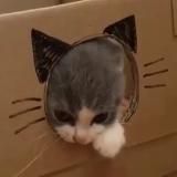 поставка котичей