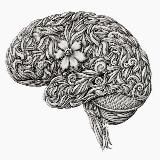 Анатомия и топография