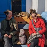 Кошки в Одессе ⚓✨🤍