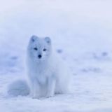 QIWI Identifikatsiya 🥝