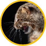 • Сказки 𓅪 Чайки•