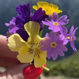 Чат канала COLOR TRIP