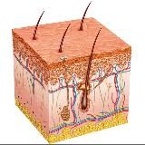 Дерматовенерология