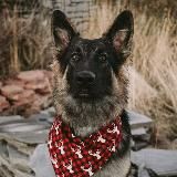 — 𝕶𝖆𝖉𝖗𝖎_𝖉𝖔𝖌𝖌 —