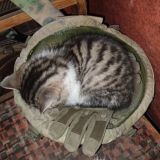 боевые котики Chat