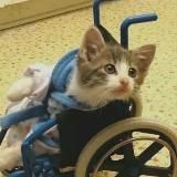 Фелиска рисует