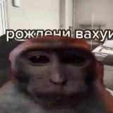 Daily Monkeys