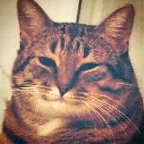 Мемы Дельфина 🐬