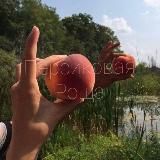 Персиковая роща 🍑