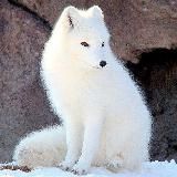 Арктические лисички