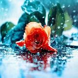 Цветочки🌹