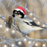 Сорокопутята