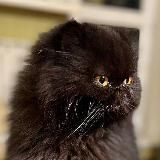 Кот Скрипалей (Z)