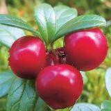 Брусника 🇷🇺🇷🇺🇷🇺