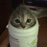 всратые мурлышки