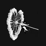 интровертка