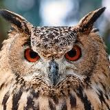 Ликвидатор Есмъ ТВ