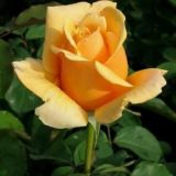 Рулетка поздравлений