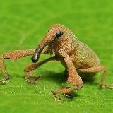 Космобублик и огузки