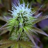 Ферма дядюшки Джо