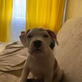 чатик гэрри