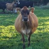 Обратная сторона Земли - Новая Зеландия