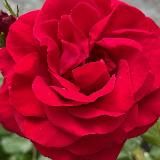 Эспри Маквис - Эфирные масла