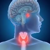 Эндокринология