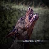 Ꮧᴏᴦᴏʙᴏ ᴇнᴏᴛᴀ💘ྀི