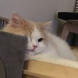 𐌺᧐ⲙⲙᥱнᴛᥲρᥙᥙ💕