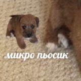 Собачий Lie (комментарии)