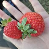 КФХ Малинки