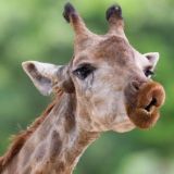 🐈Весёлый зверинец🐸 Смешные видео с животными🐕