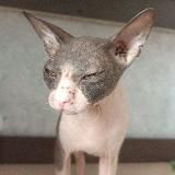 𝙈𝘼𝙉𝙄 𝙎𝙇𝙄𝙑 | Almasikk's Game 💠