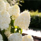 🌺Гортензии Красноярск🌺