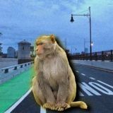 Ебанутые гифки с абизянами