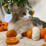 Переписки к подвалу