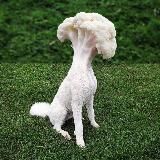 Шизобазис «Мурзилка» 🧠