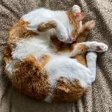 Колонизация и винишко