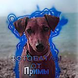 Конкурсы от Примы