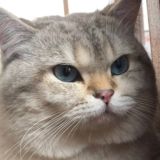 💳 CAT CARD|PUBLIC