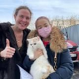 Munchkin kitten / munchkin cats cattary/ munchkin for sale