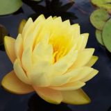 Цветочная ферма 🪷LilyFlowers🌼