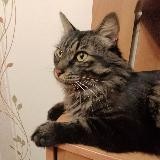 Максим Фалилеев (clone_me)