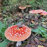 Красный Мухомор/Купить мухомор/Микродозинг🍄