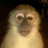 две столовые ложки